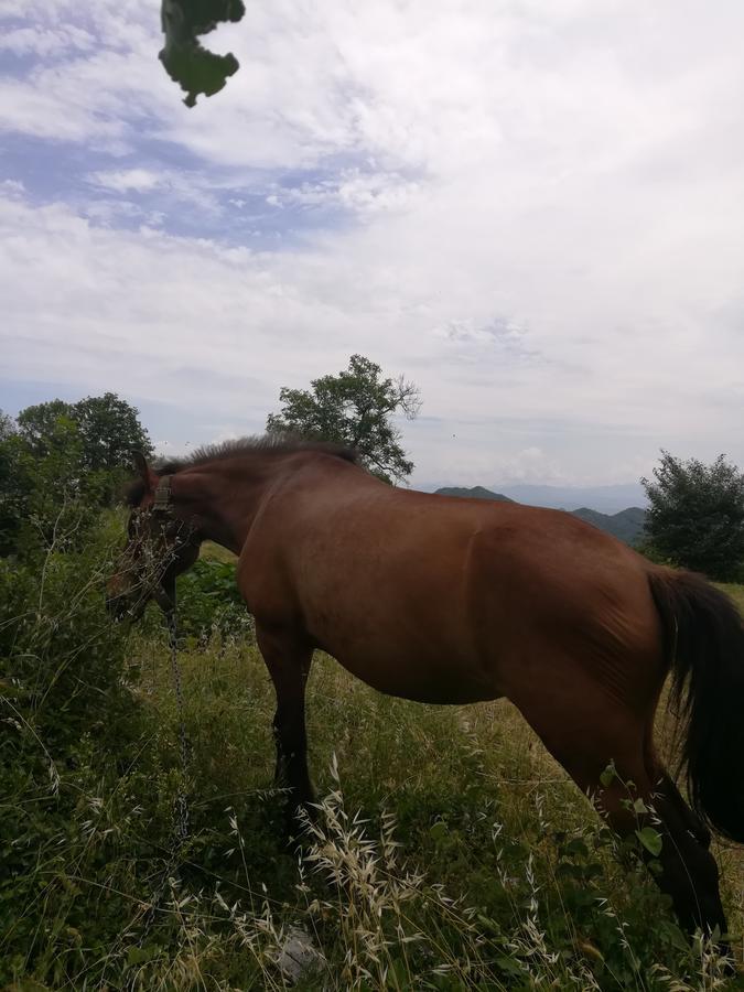 Camp Oaza,lipa Camping Cetinje
